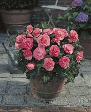 B. ‘Satin Bow’
